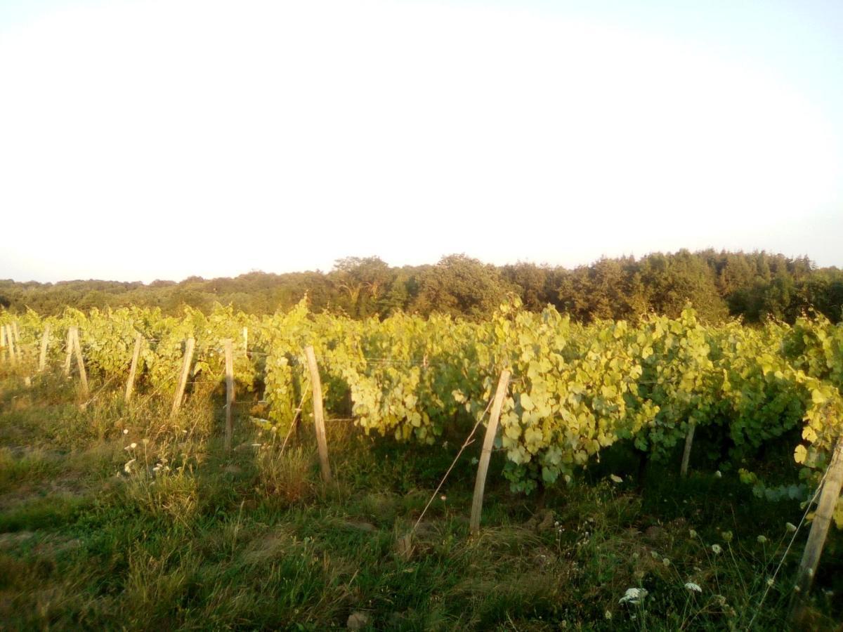Mas Des Vignes Piscine Chauffee Bed & Breakfast Le Champ-Saint-Pere Ngoại thất bức ảnh